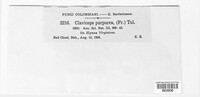 Claviceps purpurea image